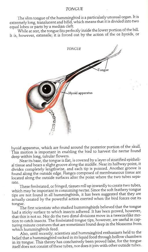The Hummingbird Forum: Length of Hummingbird's Tongue